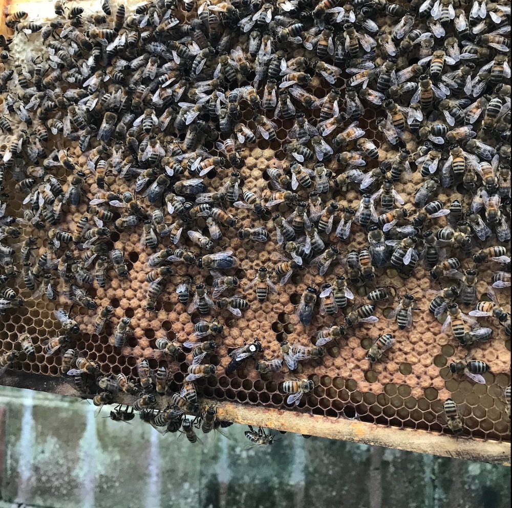 Frame of bees and brood