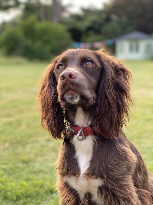Picture of my dog, a chocolate cocker spaniel